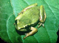 Hyperolius kivuensis