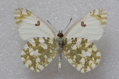 Euchloe ausonia
