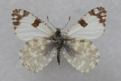 Euchloe crameri