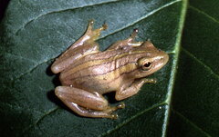Hyperolius kivuensis