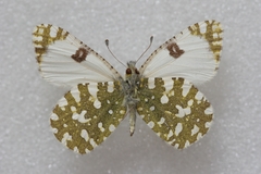 Euchloe crameri