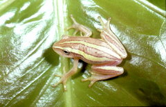 Hyperolius kivuensis