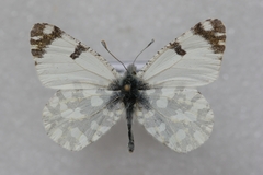 Euchloe ausonia