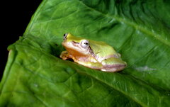 Hyperolius kivuensis