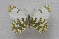 Euchloe ausonia
