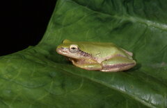 Hyperolius kivuensis