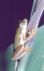 Hyperolius kivuensis