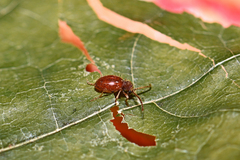 Ptinus pilosus