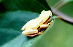 Hyperolius kivuensis