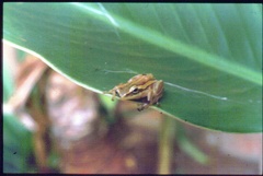 Hyperolius kivuensis