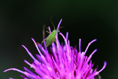 Closterotomus norwegicus