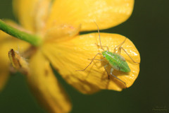 Closterotomus norwegicus