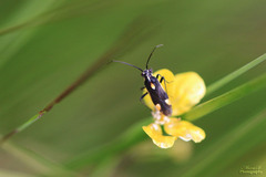 Capsodes sulcatus
