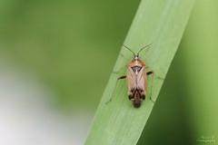 Harpocera thoracica