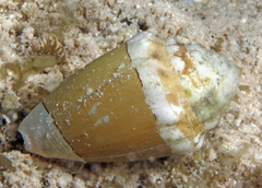 Conus dorreensis