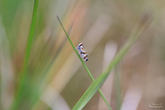 Tachycixius venustulus