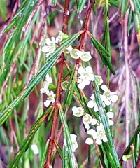 Baeckea linifolia