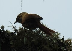 Cranioleuca obsoleta