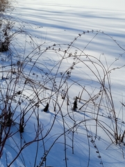 Decodon verticillatus