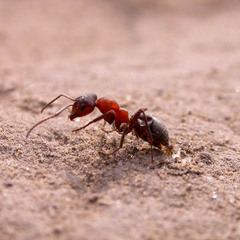 Formica sanguinea