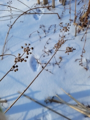 Decodon verticillatus