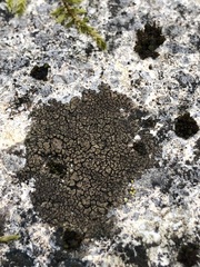 Verrucaria macrostoma