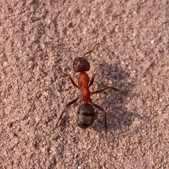 Formica sanguinea