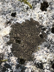 Verrucaria macrostoma