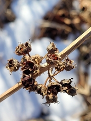 Decodon verticillatus