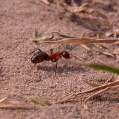 Formica sanguinea