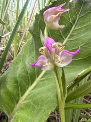 Disperis oxyglossa