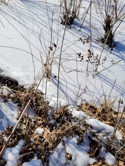 Decodon verticillatus