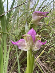 Disperis oxyglossa