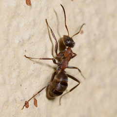 Formica rufibarbis