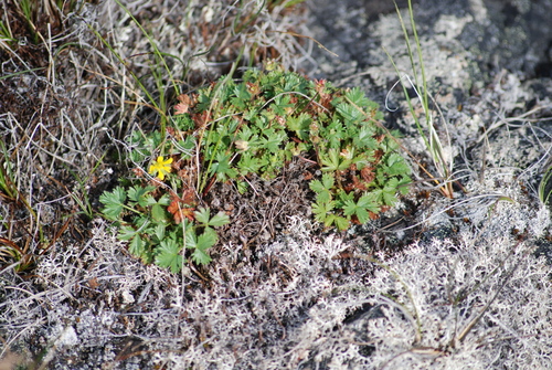 Image of Potentilla elegans by no rights reserved