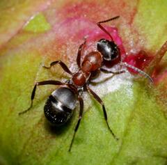 Formica rufibarbis