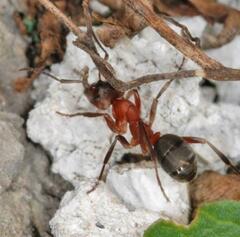 Formica sanguinea