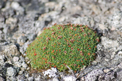 Image of Androsace ochotensis by no rights reserved