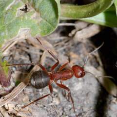 Formica truncorum