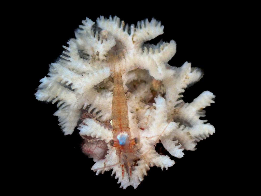 Narrow Throat Bryozoans