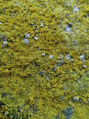 Flavoplaca