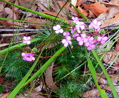 Stylidium lineare