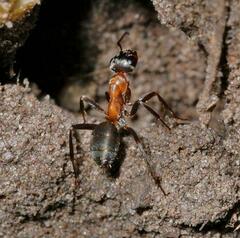 Formica rufibarbis