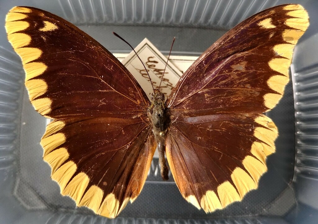 Cethosia leschenaultii