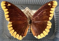 Cethosia leschenaultii