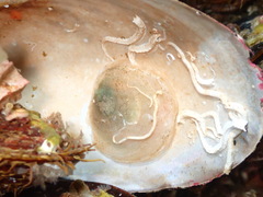 Pododesmus patelliformis