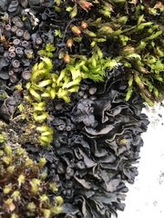 Lathagrium undulatum