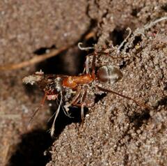 Formica rufibarbis