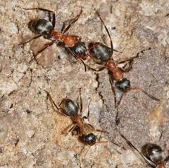 Formica rufibarbis