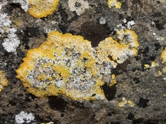 Variospora flavescens